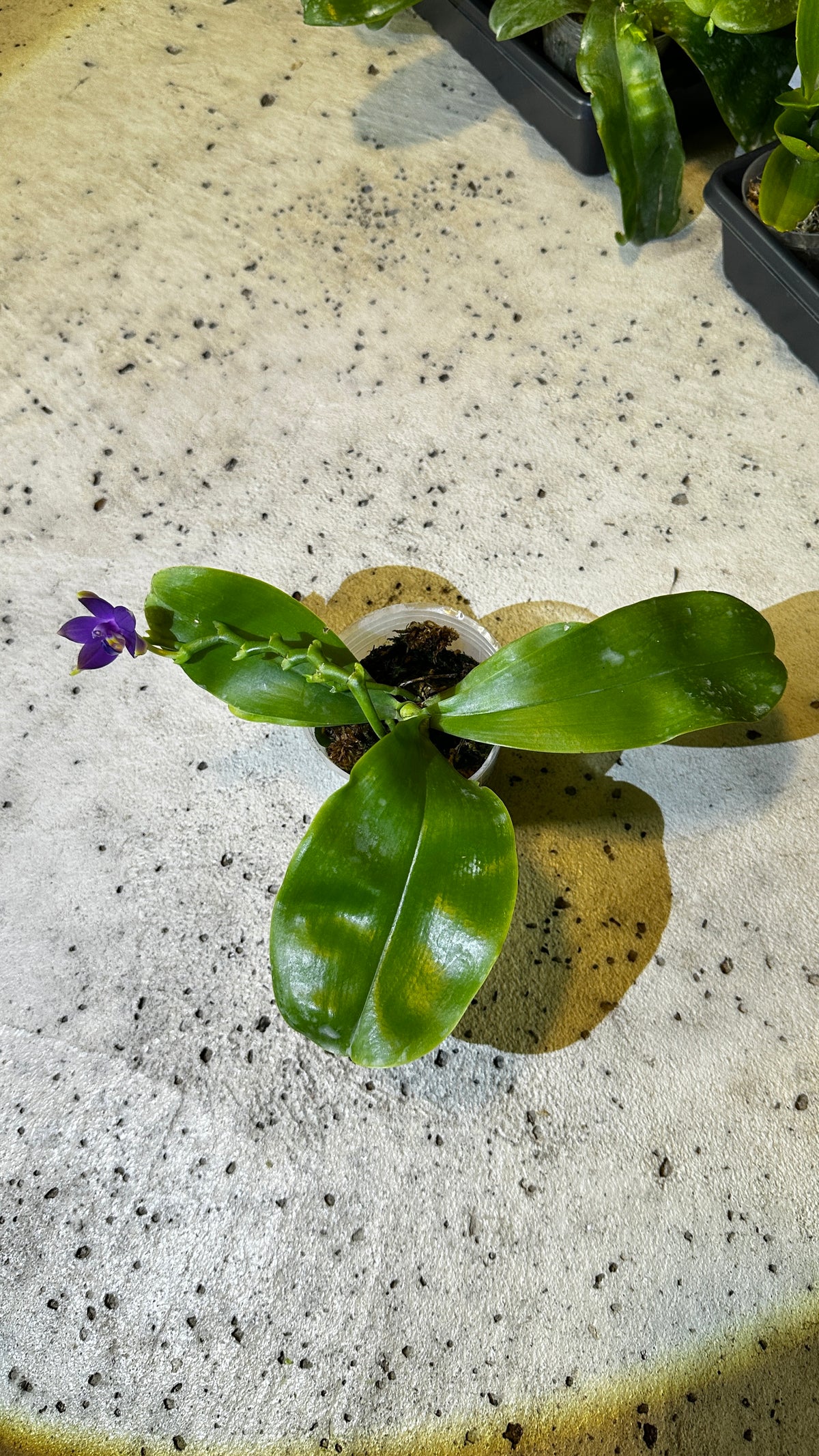 Phalaenopsis violacea var. indigo x sib