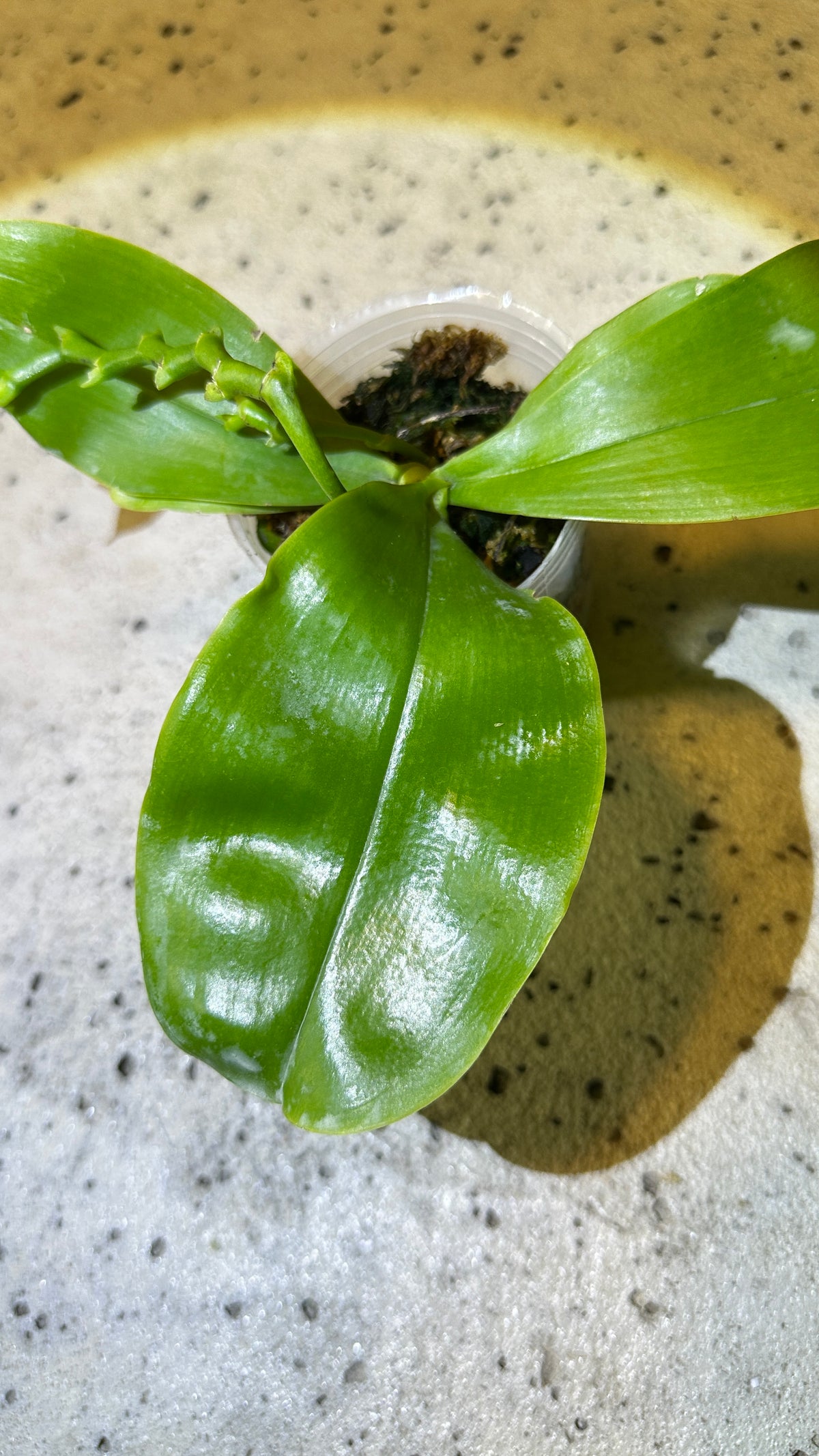 Phalaenopsis violacea var. indigo x sib