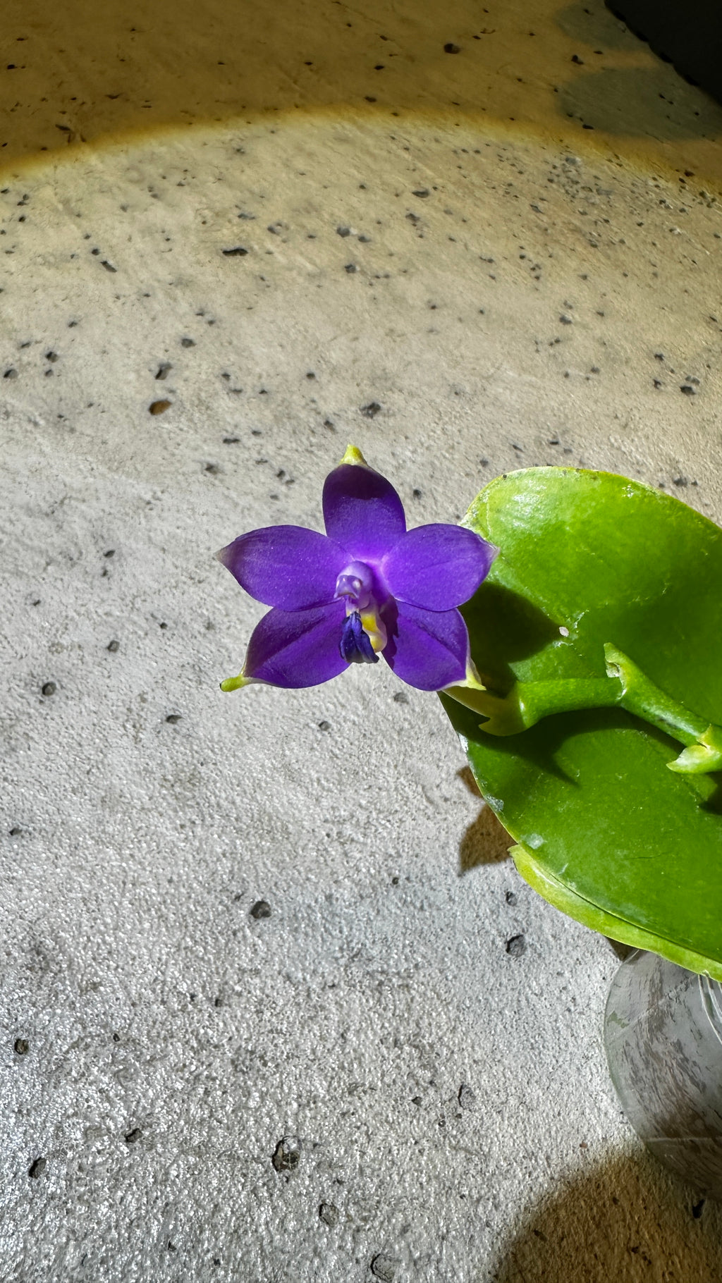Phalaenopsis violacea var. indigo x sib