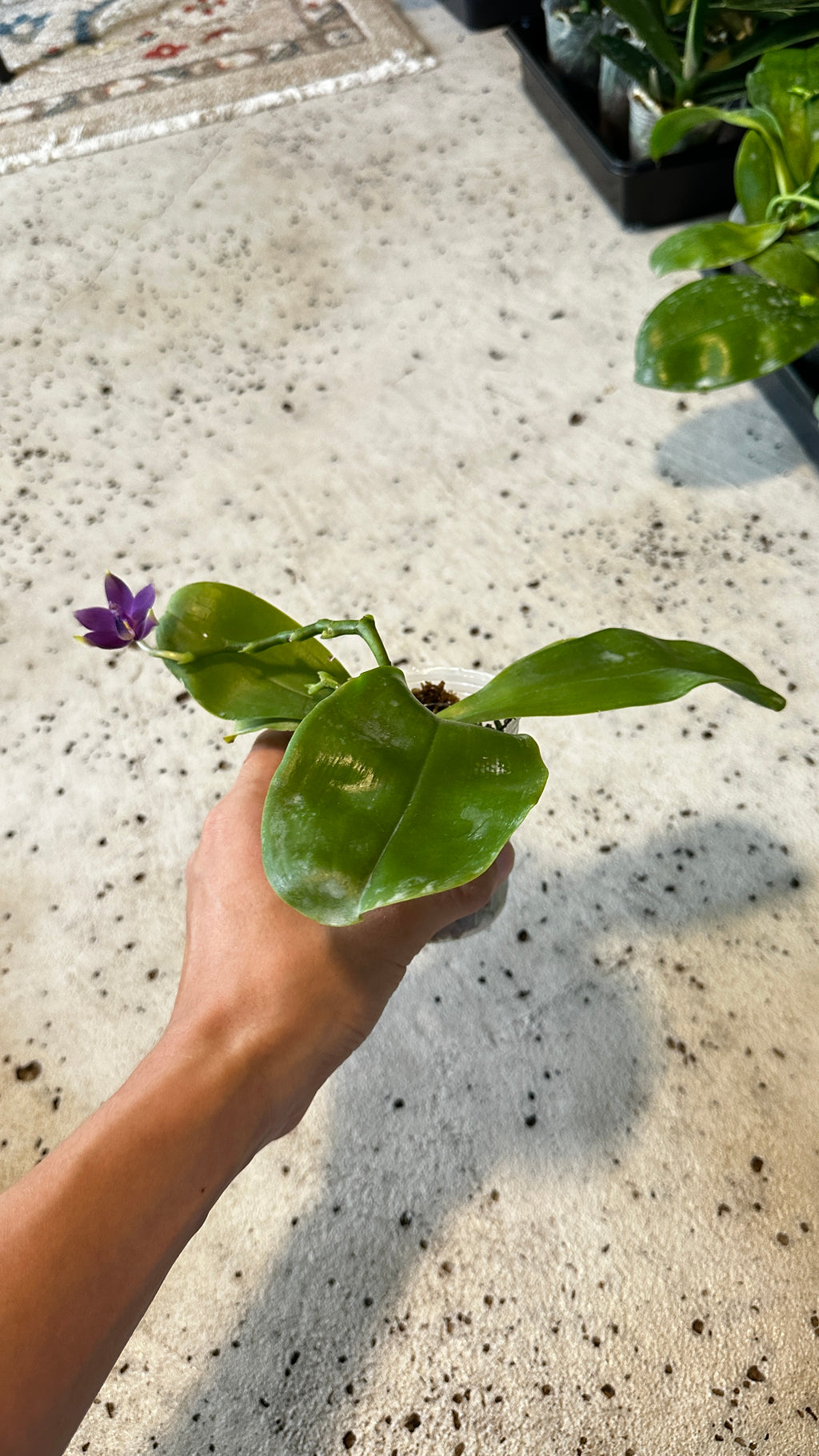 Phalaenopsis violacea var. indigo x sib