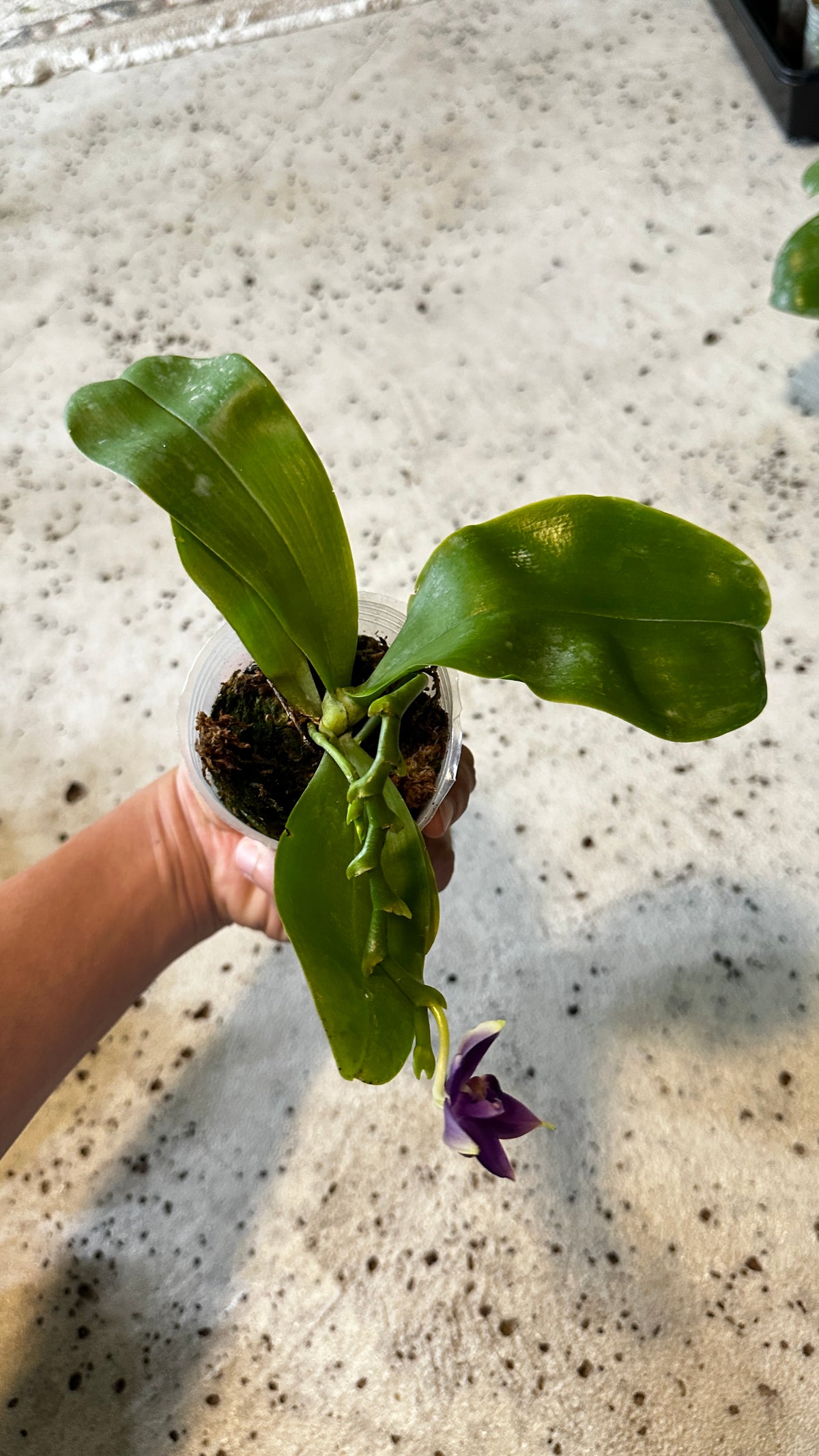 Phalaenopsis violacea var. indigo x sib