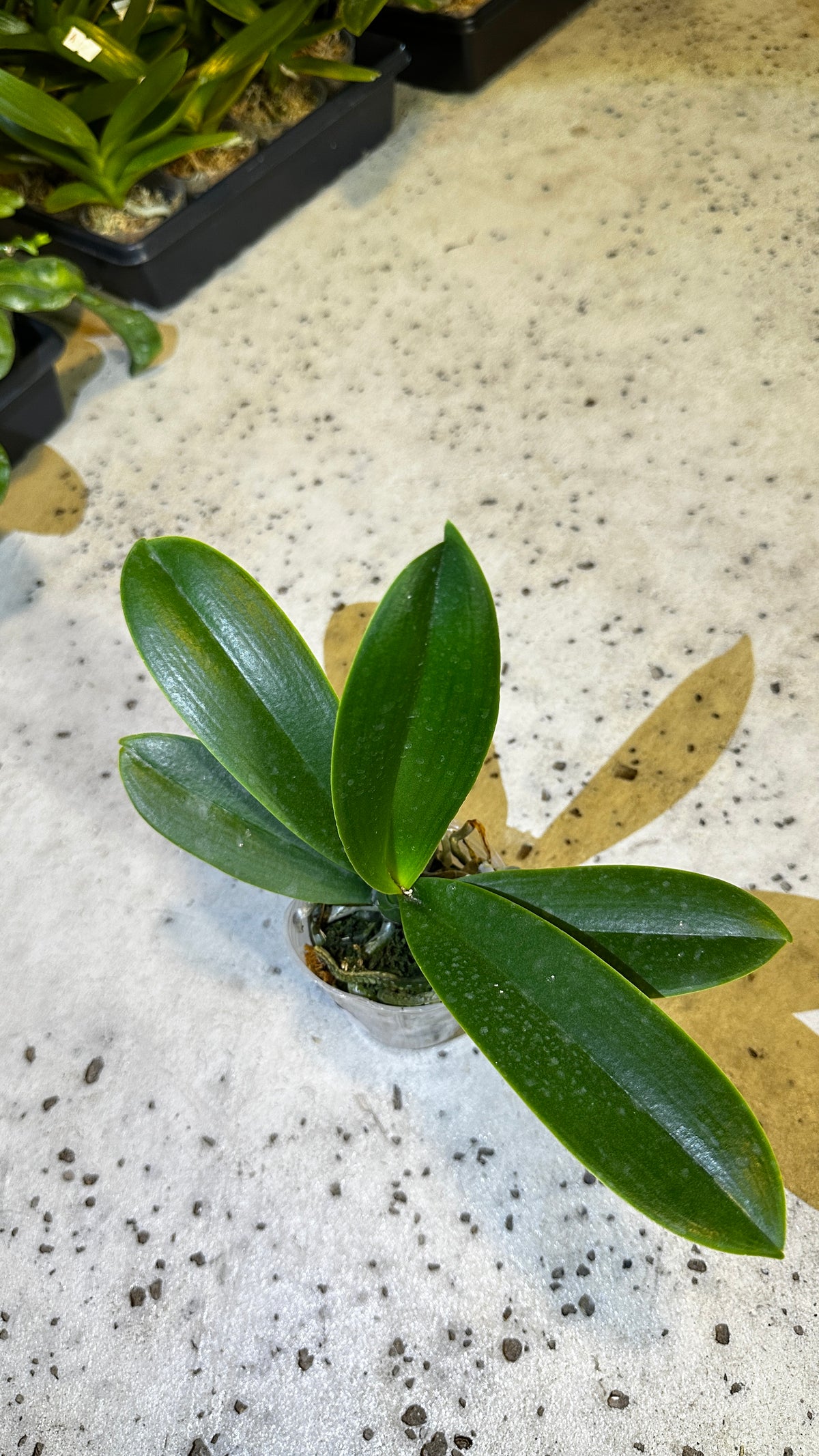 Phalaenopsis OX Little Beauty