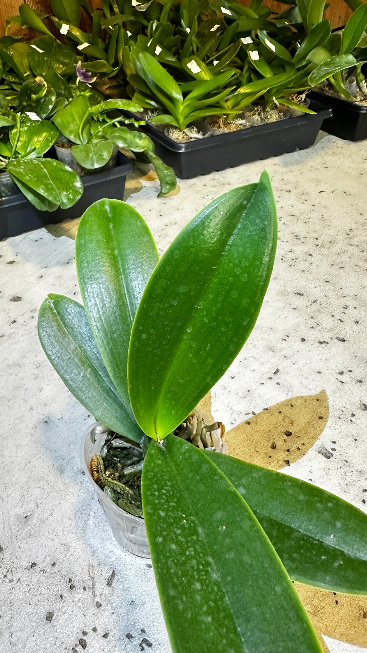Phalaenopsis OX Little Beauty