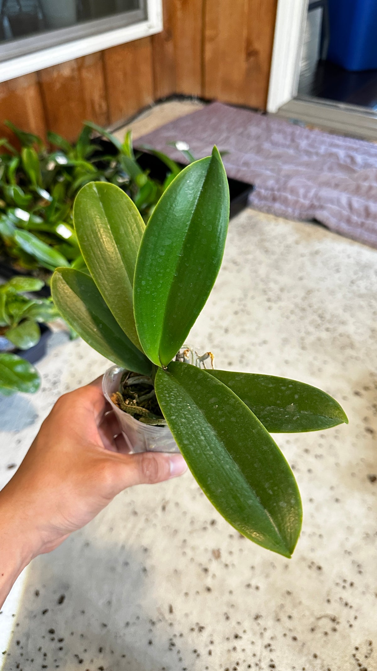 Phalaenopsis OX Little Beauty
