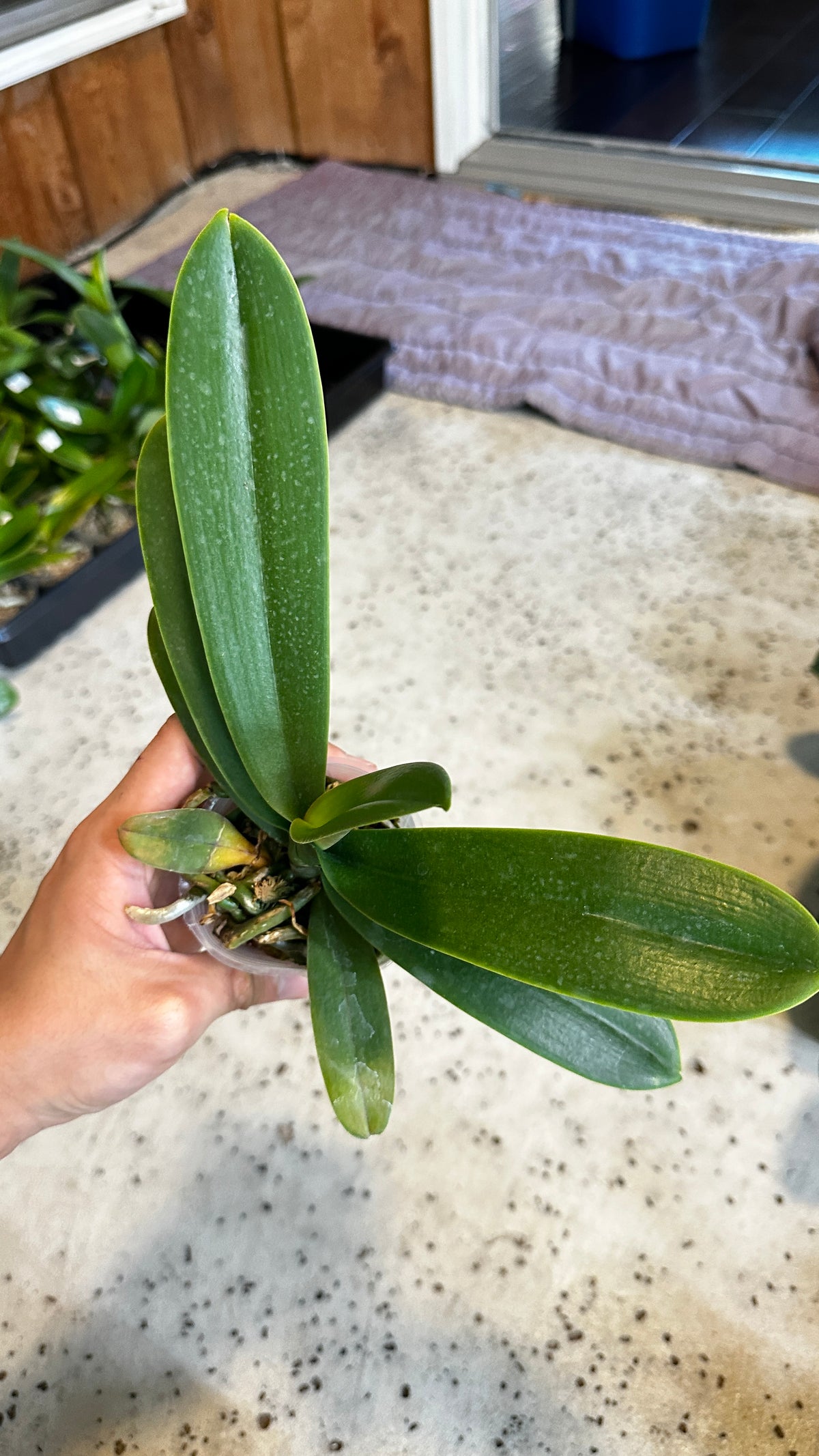 Phalaenopsis OX Little Beauty