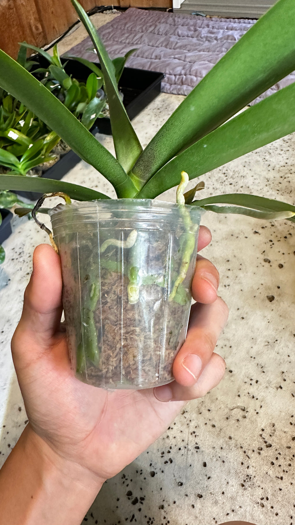 Phalaenopsis OX Little Beauty
