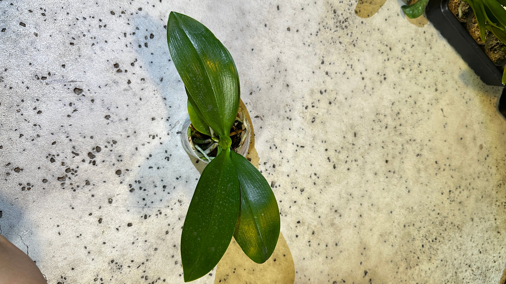 Phalaenopsis Yuan Shan Sweet Girl