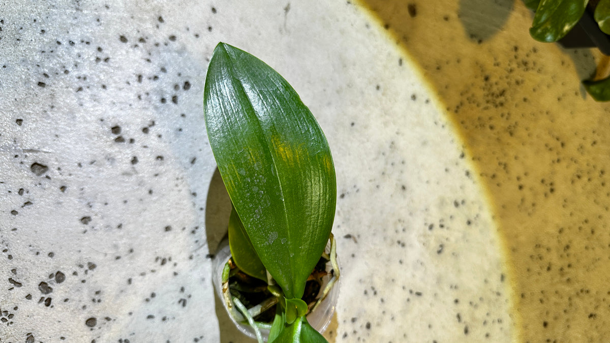 Phalaenopsis Yuan Shan Sweet Girl