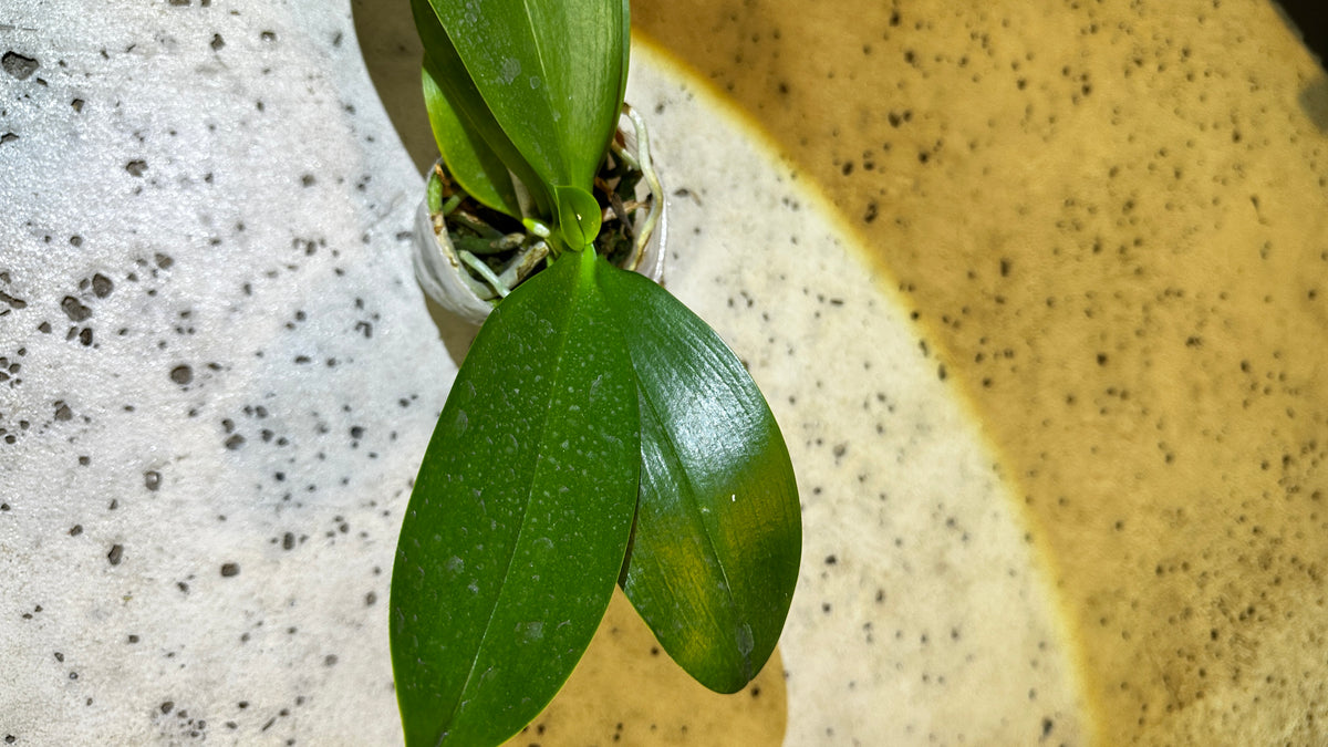 Phalaenopsis Yuan Shan Sweet Girl