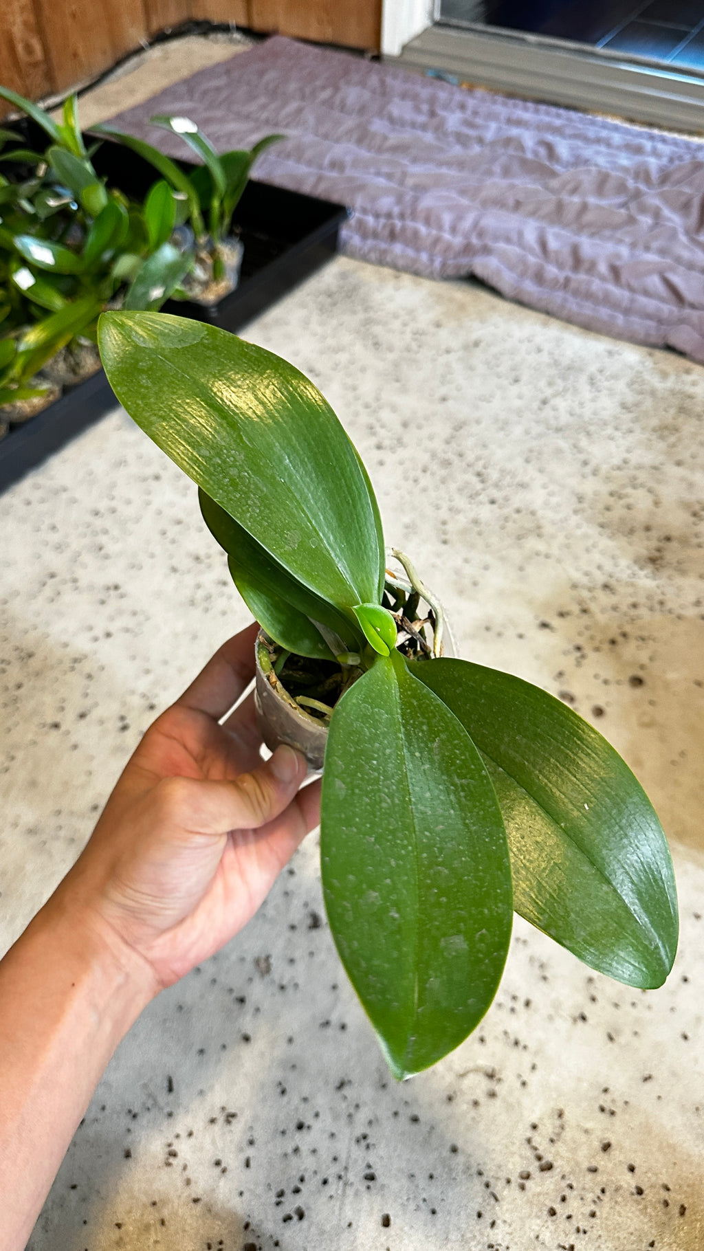 Phalaenopsis Yuan Shan Sweet Girl