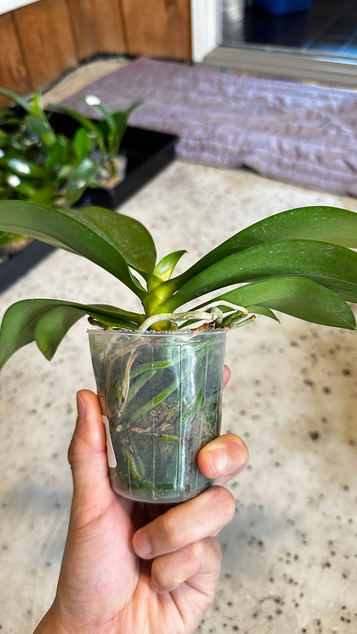 Phalaenopsis violacea var. indigo x sib