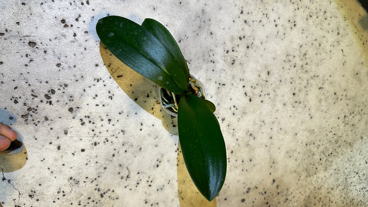 Phalaenopsis Jincheng sweetheart