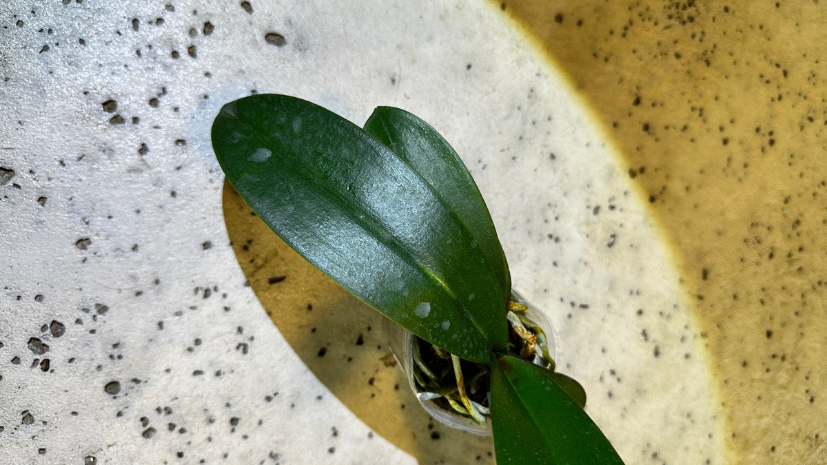 Phalaenopsis Yuan Shan Sweet Girl
