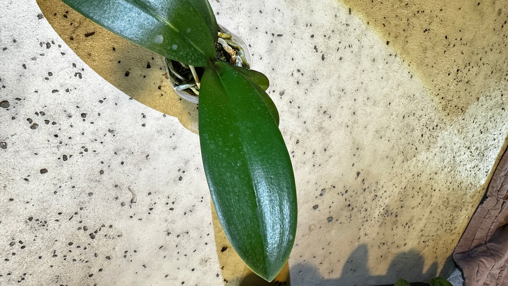 Phalaenopsis Jincheng sweetheart