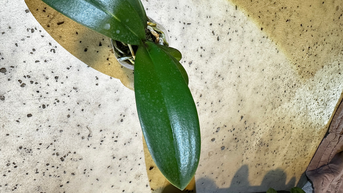 Phalaenopsis Jincheng sweetheart