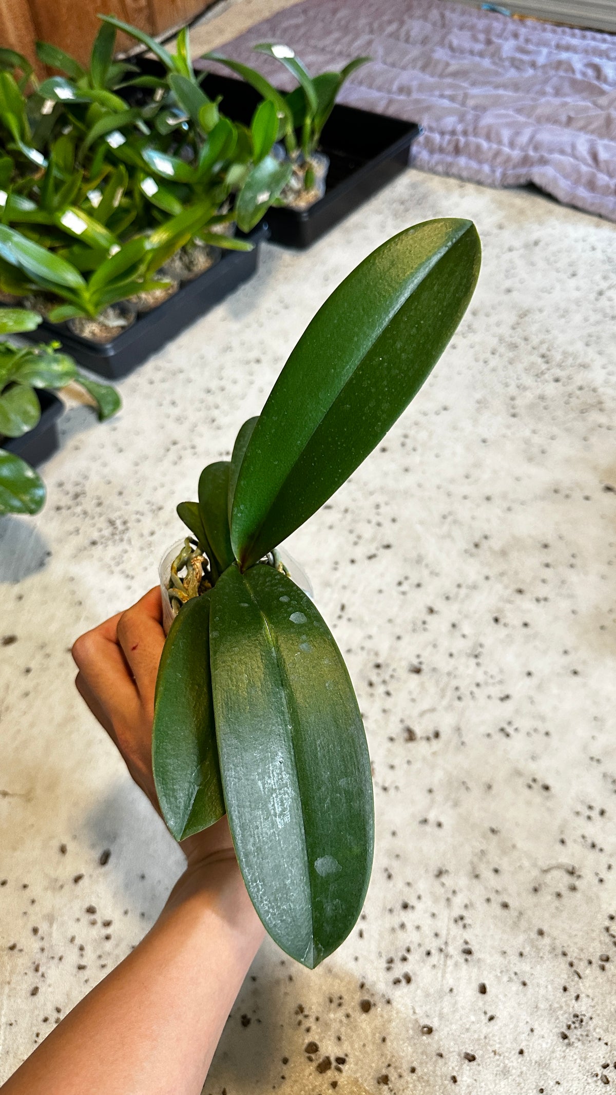 Phalaenopsis Jincheng sweetheart