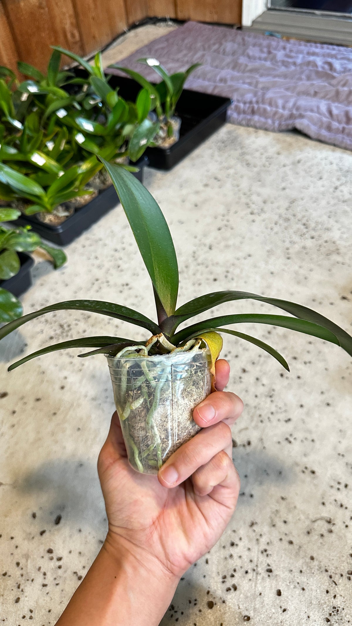 Phalaenopsis Jincheng sweetheart