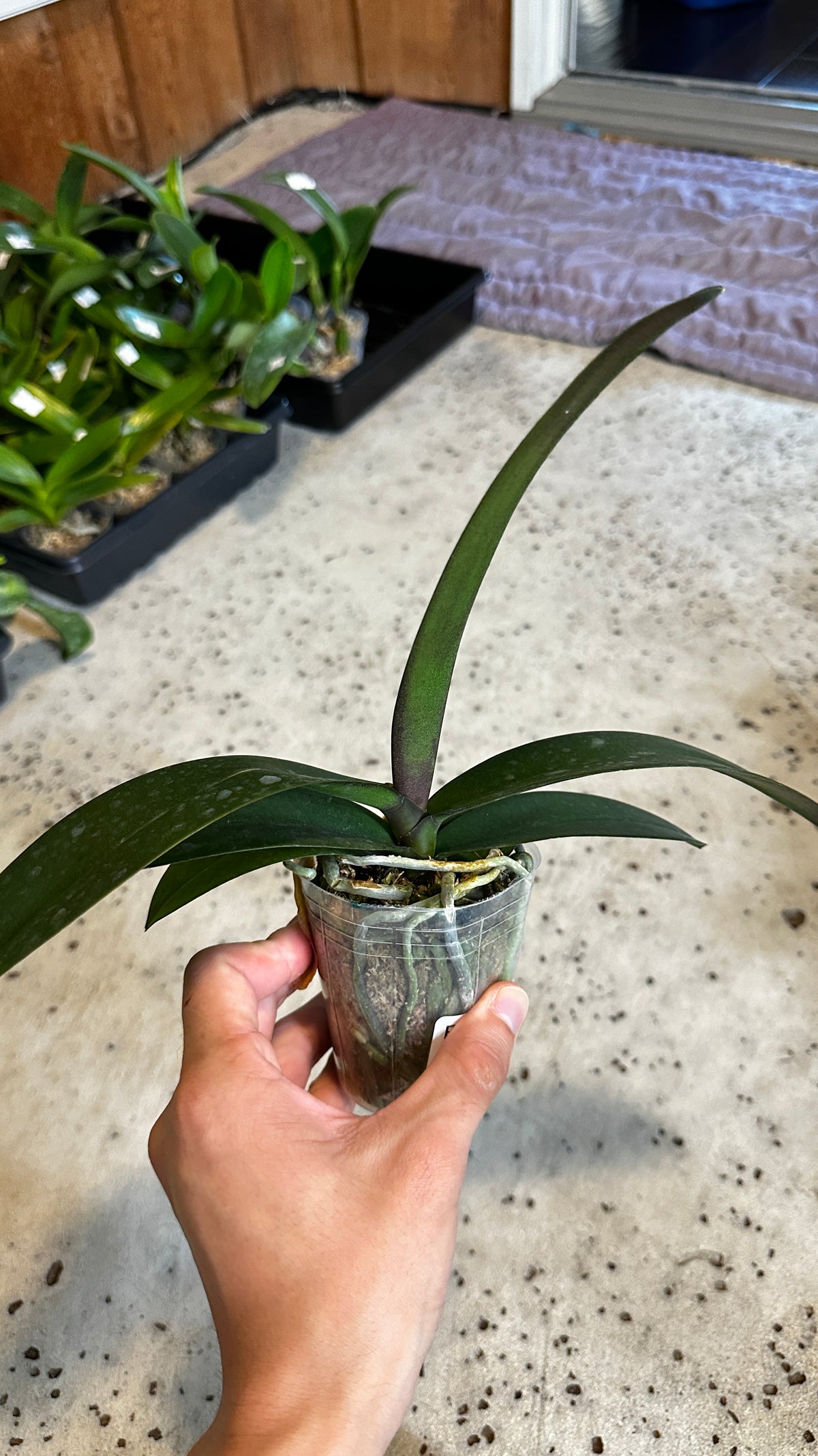 Phalaenopsis Jincheng sweetheart