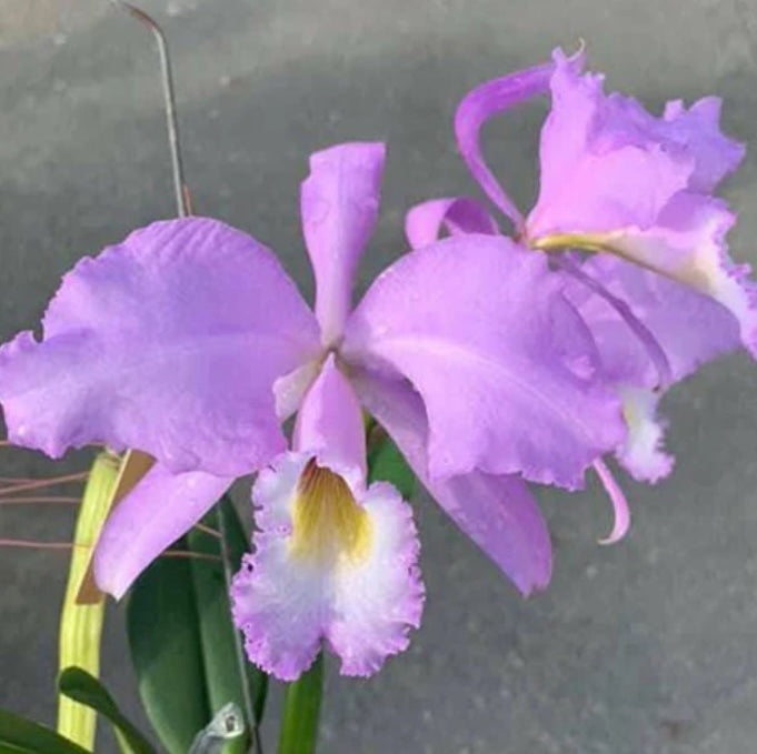 Cattleya gaskelliana var. concolor x sib [Bareroot]
