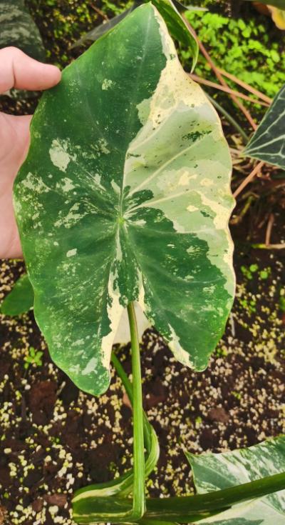 Colocasia esculenta "Milky Way" variegated