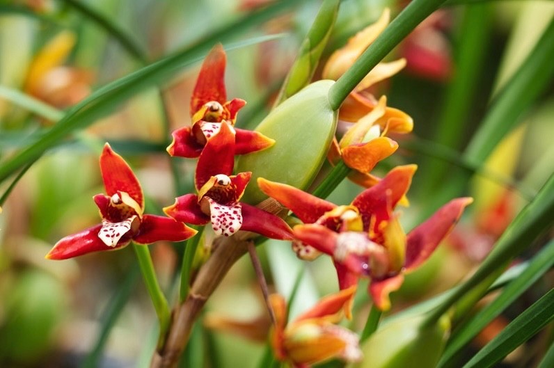 Maxillaria tenuifolia 'Green Valley'