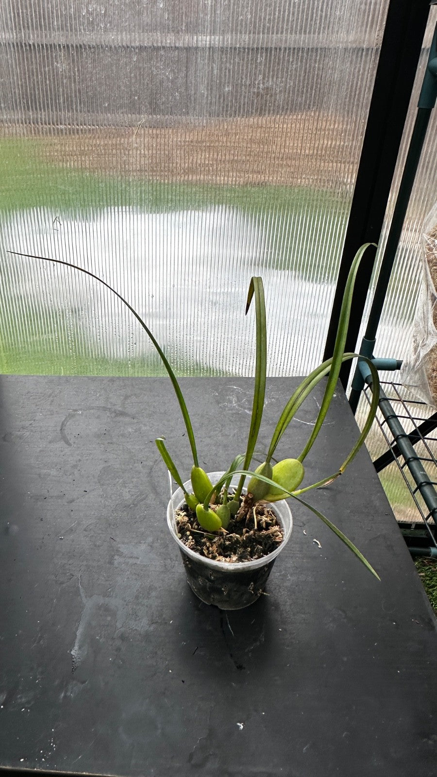 Maxillaria tenuifolia 'Green Valley'