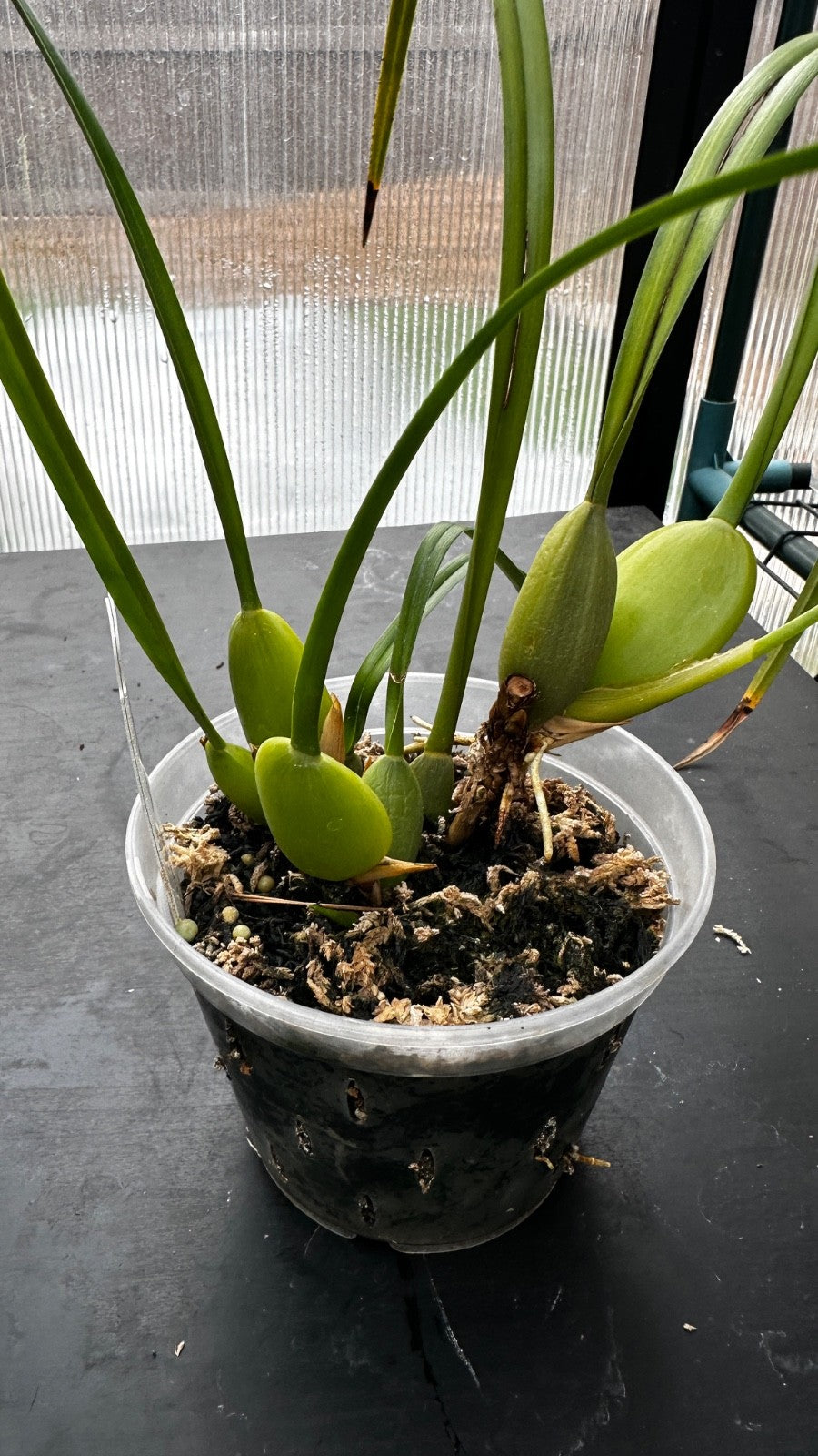Maxillaria tenuifolia 'Green Valley'