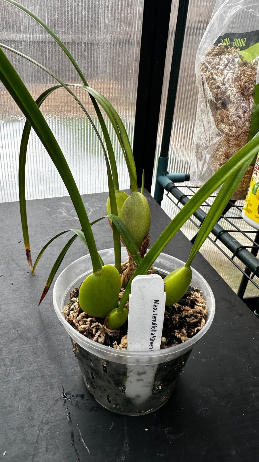 Maxillaria tenuifolia 'Green Valley'