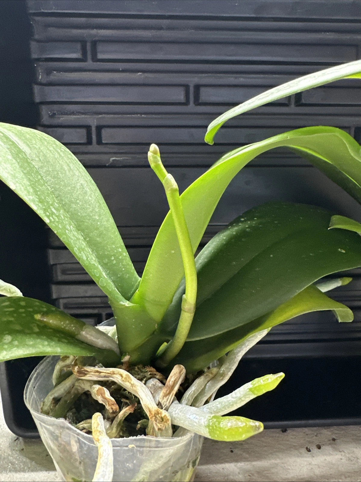 Phalaenopsis OX Luna Rosa '3066' [IN SPIKE!]