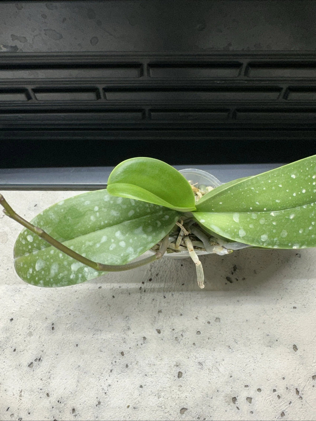 Phalaenopsis Charming Crystal Water '1288' [IN SPIKE!]