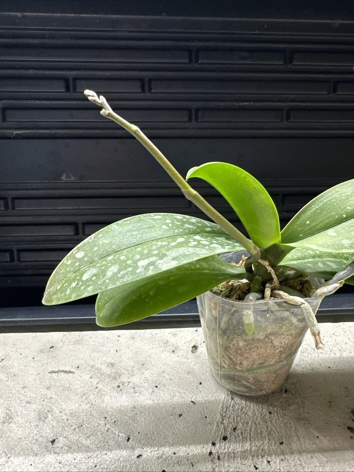Phalaenopsis Charming Crystal Water '1288' [IN SPIKE!]