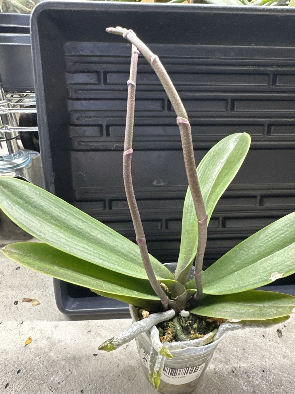 Phalaenopsis OX Little Beauty