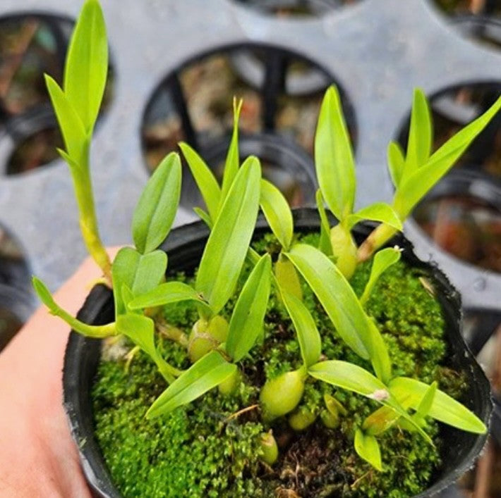 Epidendrum polybulbon × sib [Fragrant]