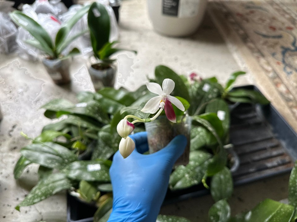 Phalaenopsis tetraspis 'C2' [IN SPIKE] [Fragrant]