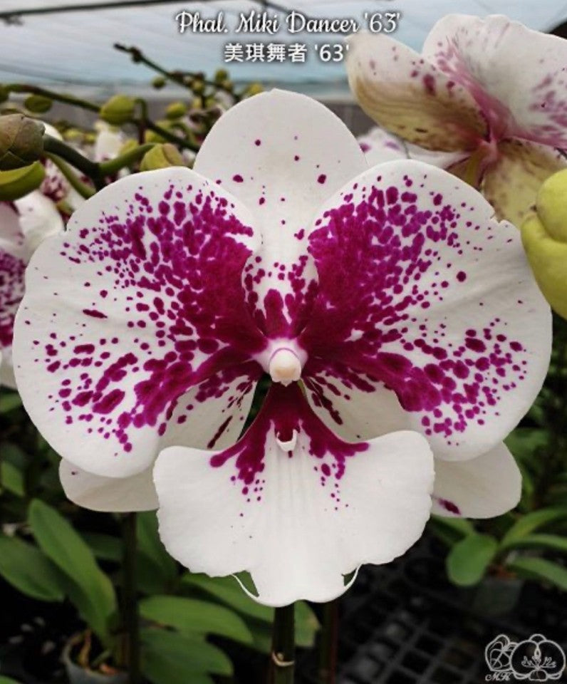 Phalaenopsis Miki Dancer '63'