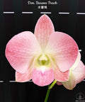 Dendrobium Burana Peach