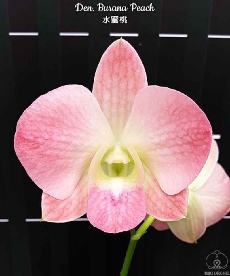 Dendrobium Burana Peach