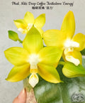 Phalaenopsis Miki Deep Coffee Turtledove 'Energy' [IN SPIKE]