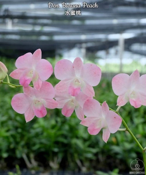Dendrobium Burana Peach