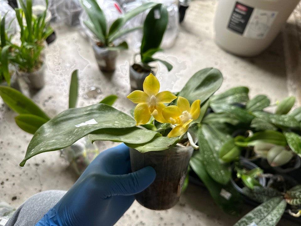 Phalaenopsis Miki Deep Coffee Turtledove 'Energy' [IN SPIKE]