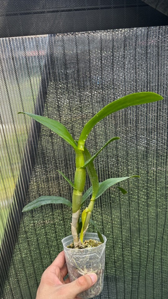 Dendrobium Burana Peach