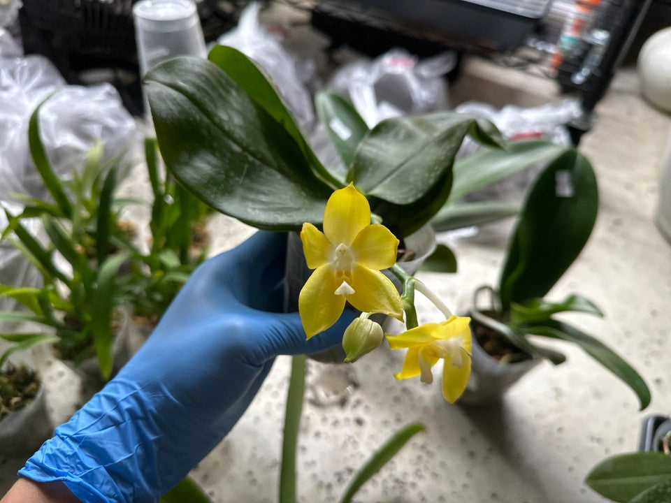 Phalaenopsis Miki Deep Coffee Turtledove 'Energy' [IN SPIKE]