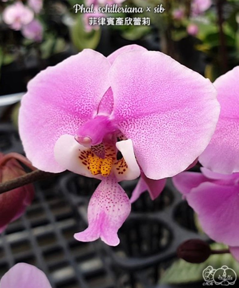 Phalaenopsis schilleriana × sib