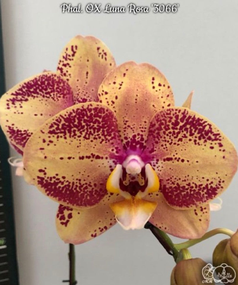 Phalaenopsis OX Luna Rosa '3066' [IN SPIKE!]