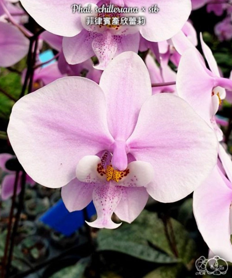Phalaenopsis schilleriana × sib