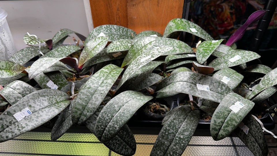 Phalaenopsis schilleriana × sib