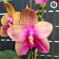 Phalaenopsis Yaphon Bear Sir '634' [IN SPIKE]