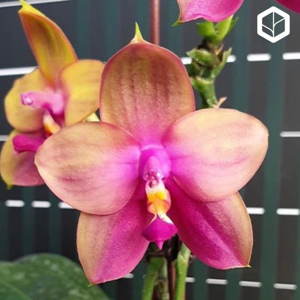 Phalaenopsis Yaphon Bear Sir '634' [IN SPIKE]