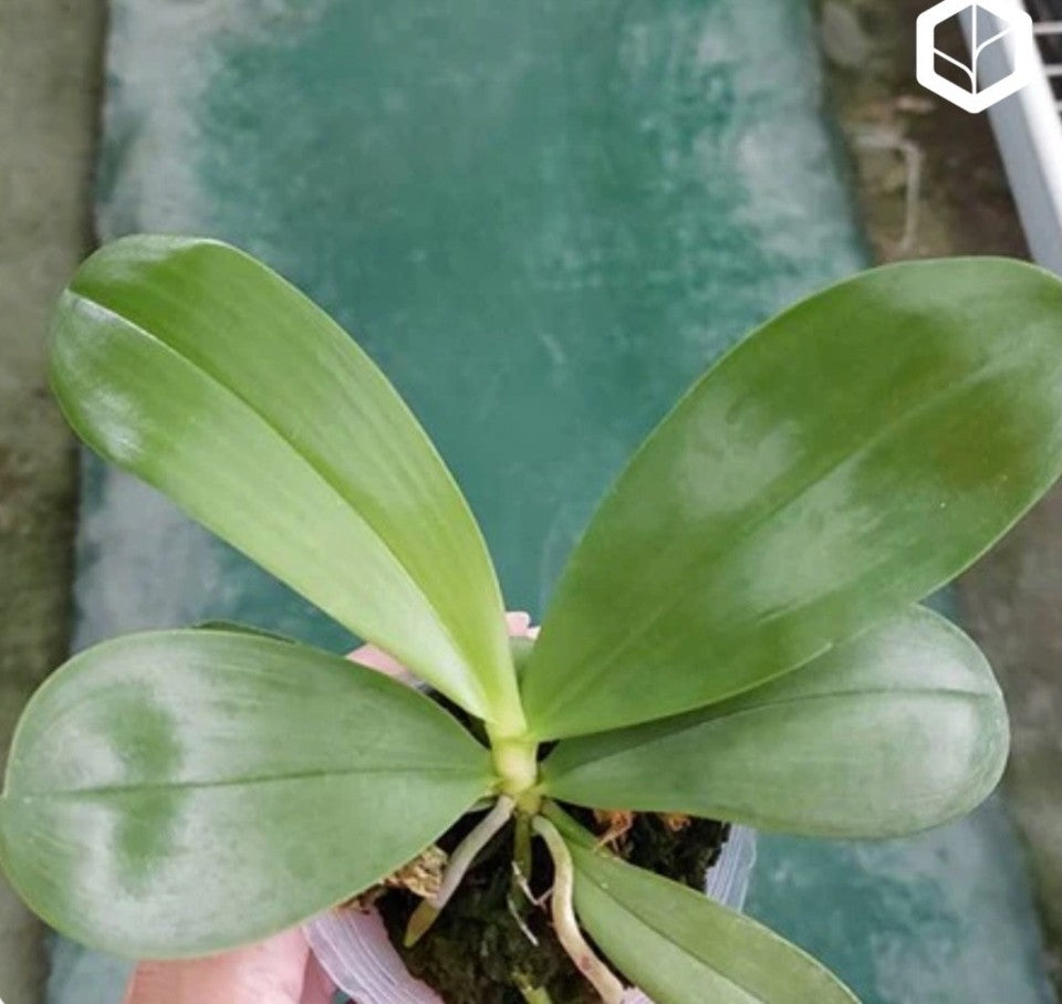 Phalaenopsis Yaphon Bear Sir '634' [IN SPIKE]
