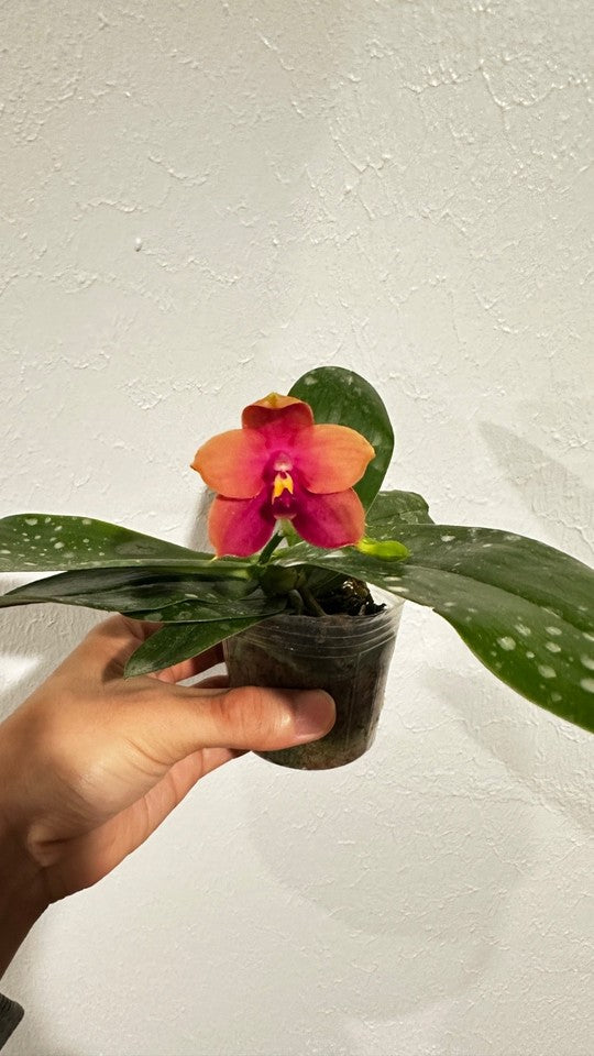Phalaenopsis Yaphon Bear Sir '634' [IN SPIKE]